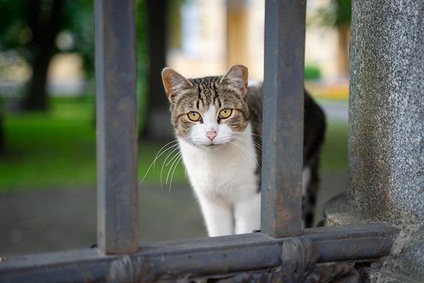 В Тюмени выявлена кошка с новым коронавирусом