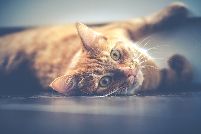 Чем лишай у кошек опасен для их владельцев