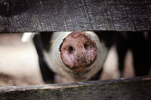 В Хабаровском крае из-за АЧС уничтожили почти 1,5 тысячи свиней