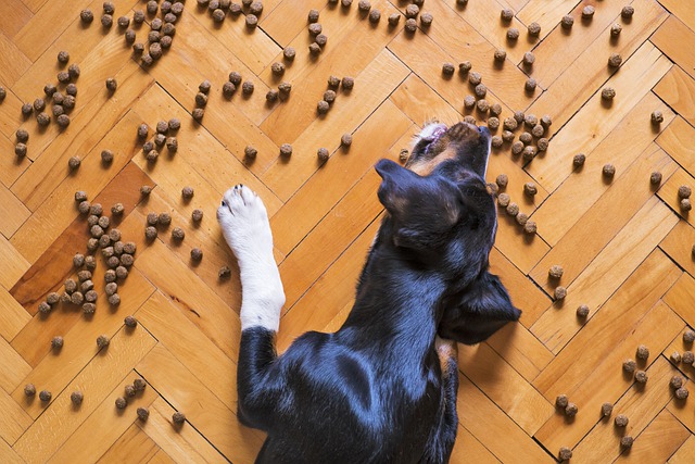 Эксперты: как выбрать корм для собаки