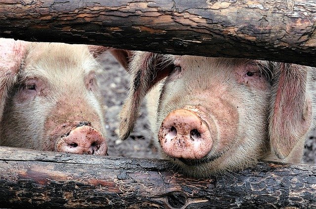В Японии более полусотни ферм пострадали от классической чумы свиней