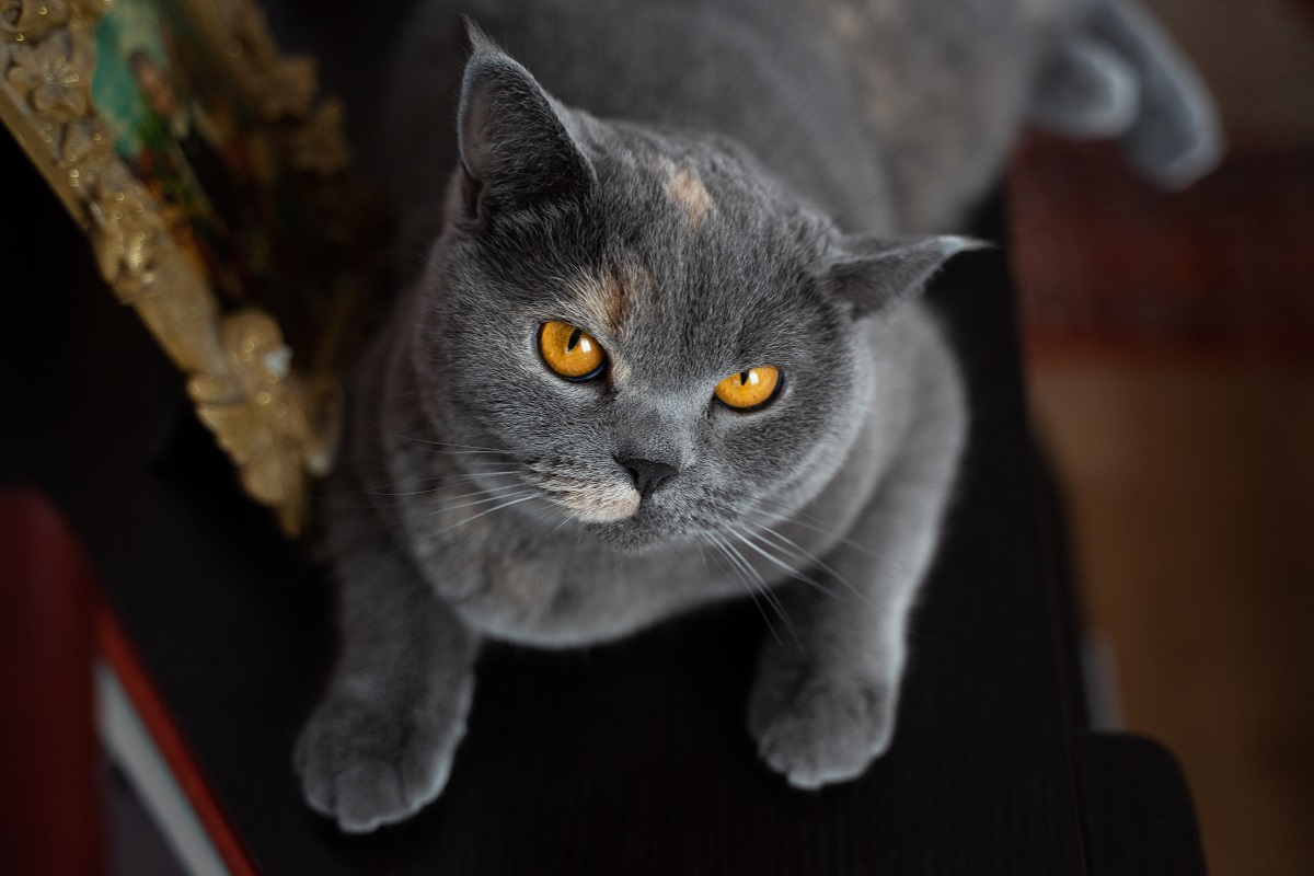 Проект закона о запрете изъятия за долги кошек и собак внесен в Госдуму