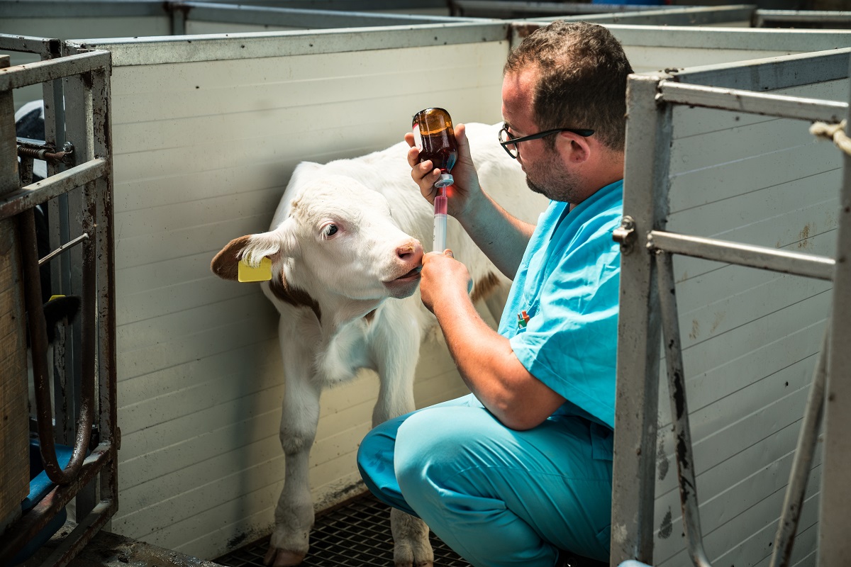 В Приамурье началась массовая вакцинация скота от ЗУД