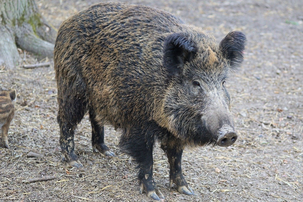Германия сообщила о первом случае африканской чумы свиней