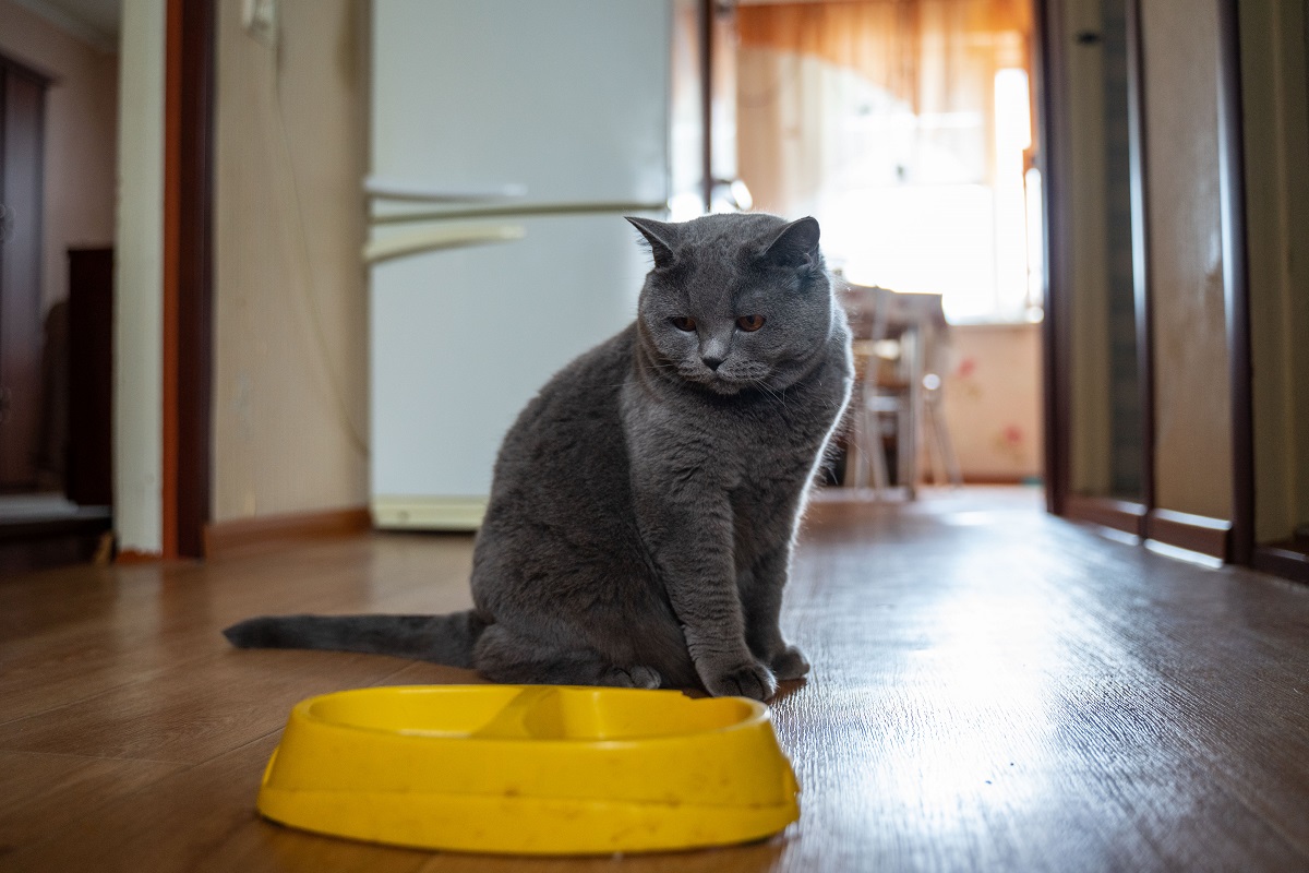 Московские ветврачи назвали склонные к ожирению породы кошек