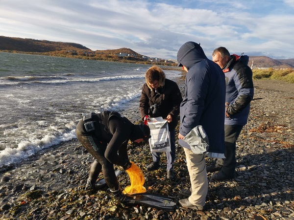 Россельхознадзор исследует пробы морской фауны с места гибели животных на Камчатке