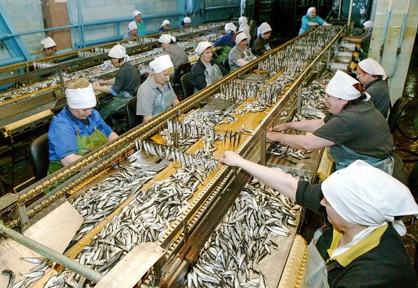 В России снижается производство рыбной муки
