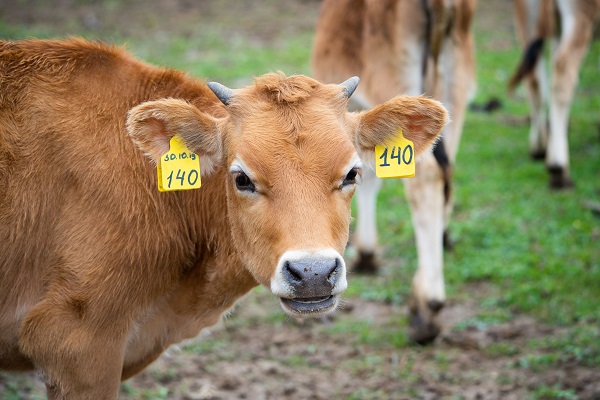 Как выбрать породу коров для органического животноводства