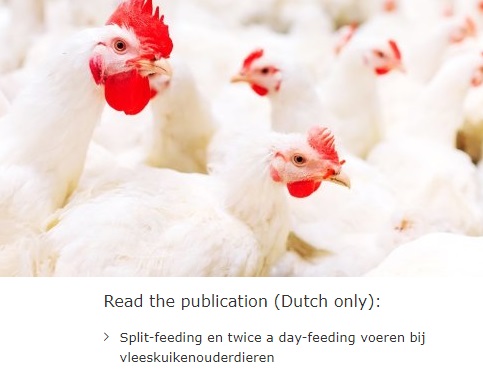 Исследование: как двухразовое кормление влияет на продуктивность кур