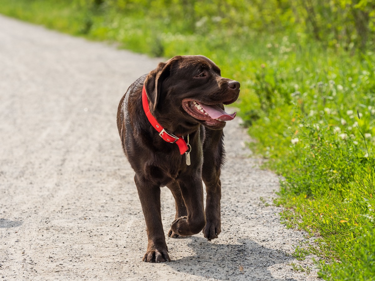 Куда жаловаться на выгул собаки без поводка и намордника | Ветеринария и  жизнь