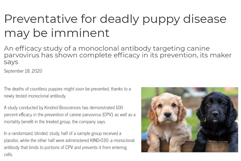 Ученые нашли средство против парвовируса – причины гибели молодых собак