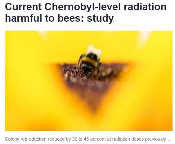 Чернобыльская радиация мешает шмелям размножаться