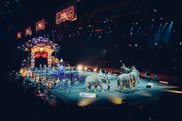 Во Франции запрещают цирки и дельфинарии с дикими животными