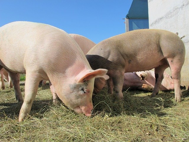 Ученый: генетическое разнообразие свиного гриппа представляет угрозу для свиноводства