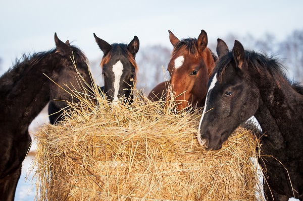 Ученые нашли способ защитить лошадей от смертельного энцефаломиелита