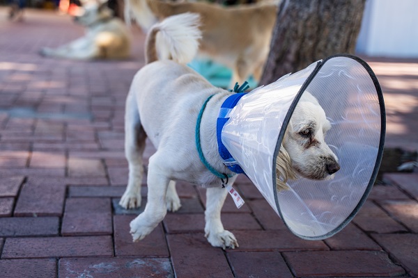 Ветврач: собака проглотила шарик или носок – в чем опасность