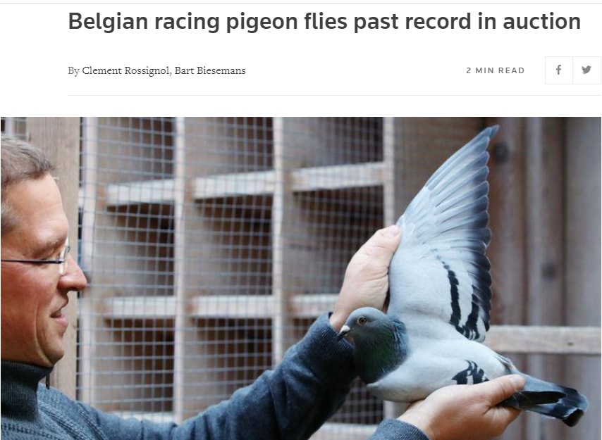 Гоночного голубя из Бельгии продали за 1,6 млн евро в Китай