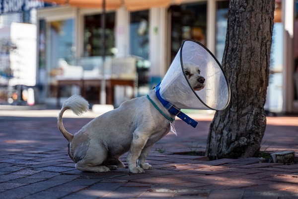 Ветврач: в России каждая третья собака умирает от рака