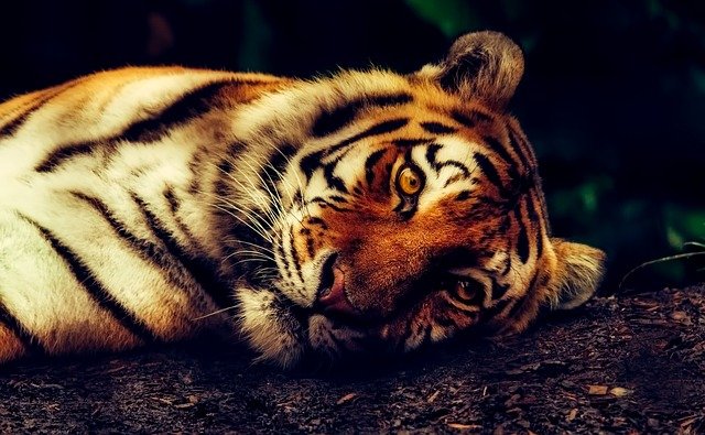 В США тигры в зоопарке заболели COVID-19