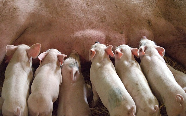 Новые ветправила по содержанию свиней начнут действовать с 2021 года