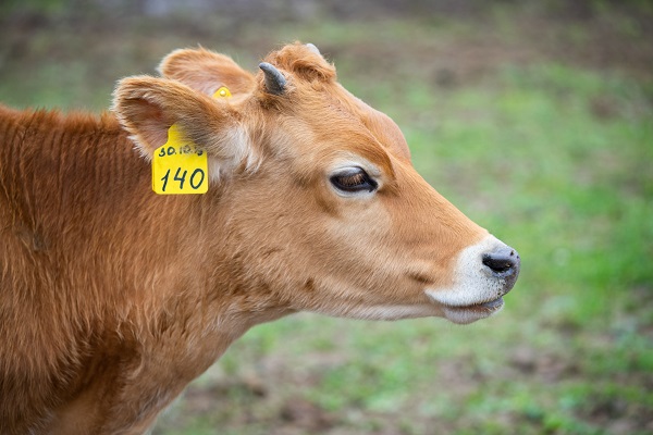 Молочно-товарную ферму за 2,1 млрд рублей построят на Кубани