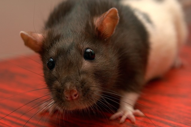 В Германии выявлен первый случай передачи хантавируса от крысы человеку