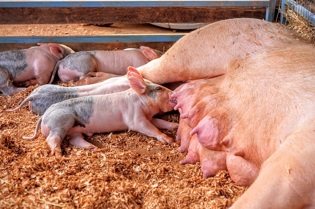 Новый завод по разведению племенных свиней построят на Кубани в 2021 году