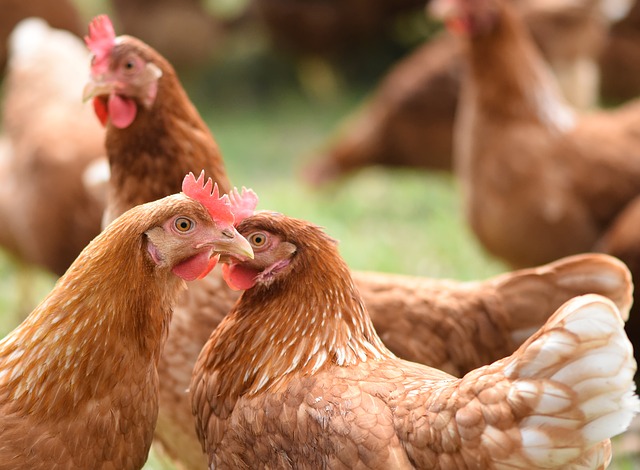 Россия запретила ввоз продукции птицеводства из Ирландии