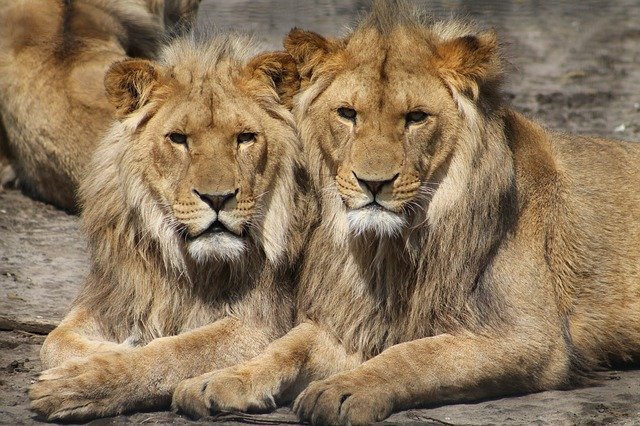 В зоопарке Барселоны у четырех львов подтвердили коронавирус