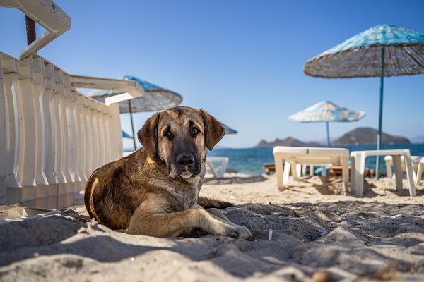 В России на пляжах появятся места для отдыха с собаками