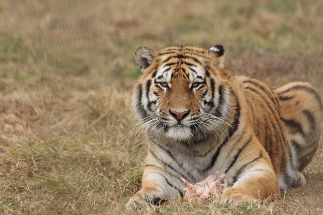 Суд обязал власти Хабаровского края сохранить места обитания амурского тигра