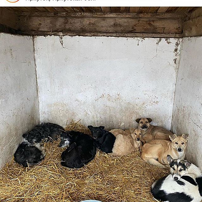Уголовное дело возбуждено за жестокое обращение с животными в иркутском приюте
