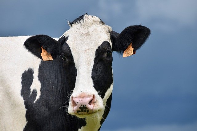 «Агропромкомплектация» в марте ожидает поставки племенного скота из ФРГ и Нидерландов