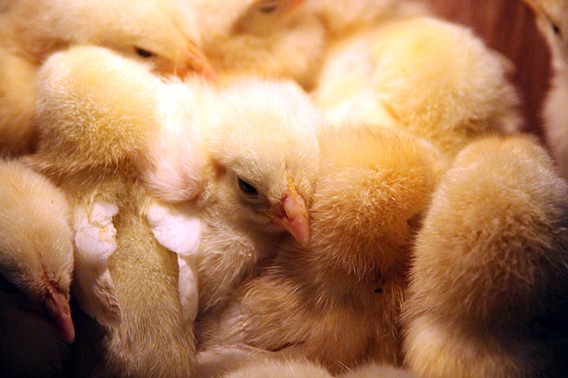 Минсельхоз ФРГ планирует с конца 2021 года запретить уничтожение суточных цыплят мужского пола
