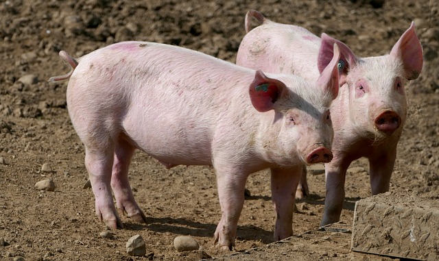Свиньи оказались уязвимы к новому коронавирусу | Ветеринария и жизнь