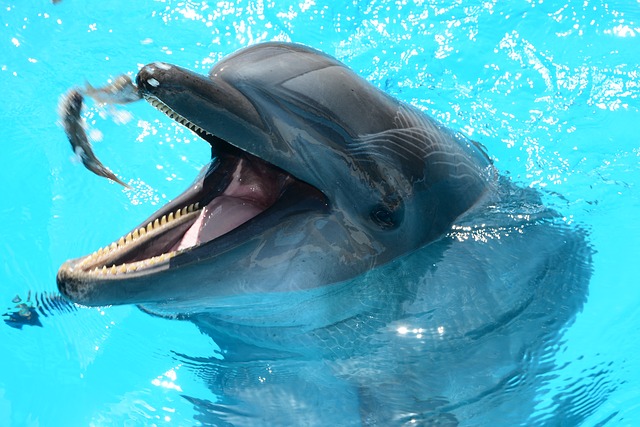 Изменения климата вызвали смертельную кожную болезнь у дельфинов
