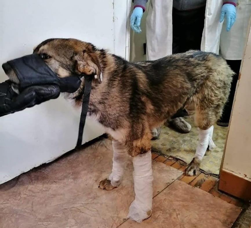 В Якутии спасли примерзшую ко льду собаку