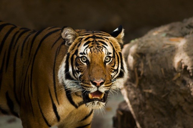 Два миллиона рублей штрафа грозит автомобилисту за сбитого насмерть амурского тигра