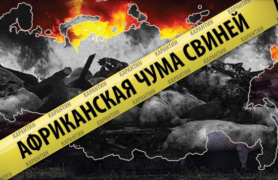 Очаг АЧС ликвидируют на предприятии «Черкизово» в Тамбовской области