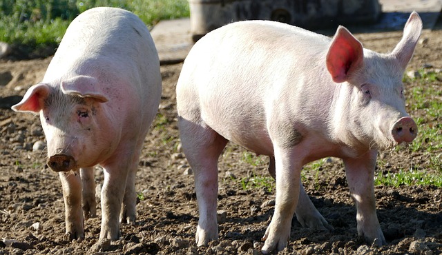 Прирост производства свинины в РФ за апрель составил более 7%