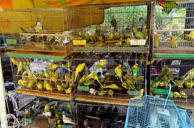 Госдума предлагает ограничить продажу животных в зоомагазинах
