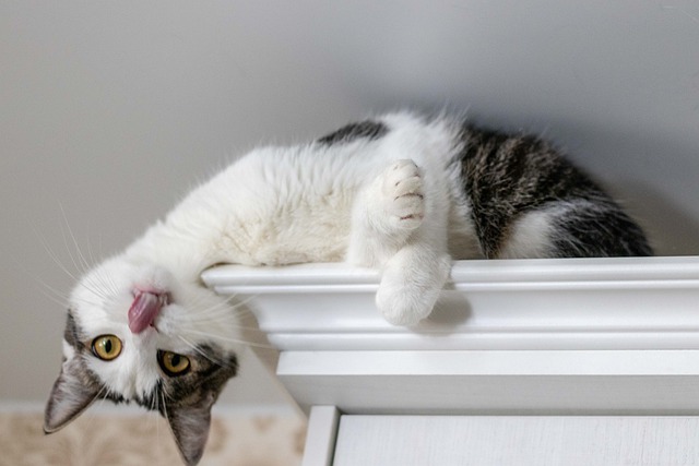 Ветврач: почему кошки любят сидеть выше всех | Ветеринария и жизнь