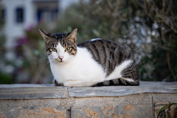 Эксперты предупредили о риске гибели кошек из-за токсокароза