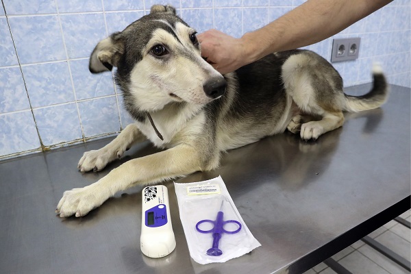 Московские ветврачи напомнили об обязательной регистрации домашних животных