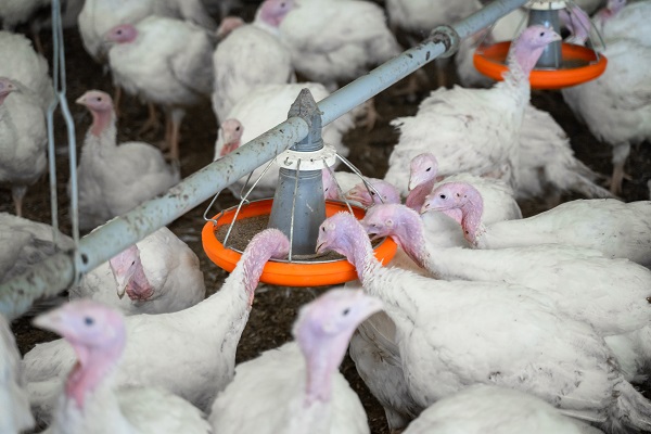 В России из-за птичьего гриппа уничтожено более 3,7 млн сельхозптиц