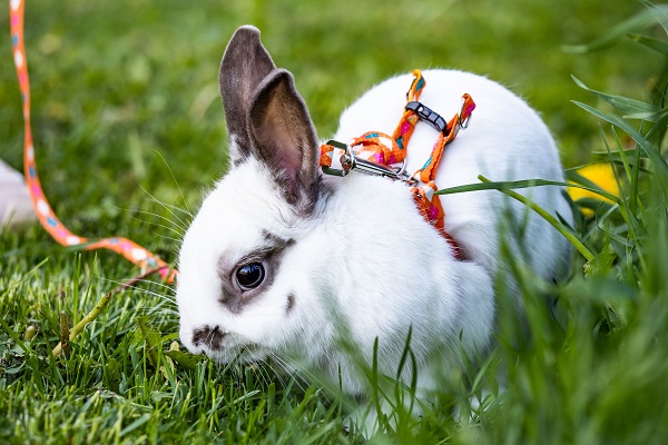 ВОЗ не исключает роль кроликов и барсуков в распространении COVID-19
