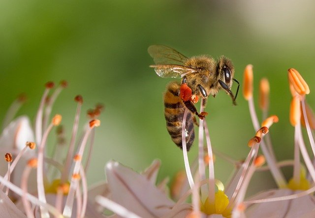 Электромагнитное поле нарушило поведение пчел