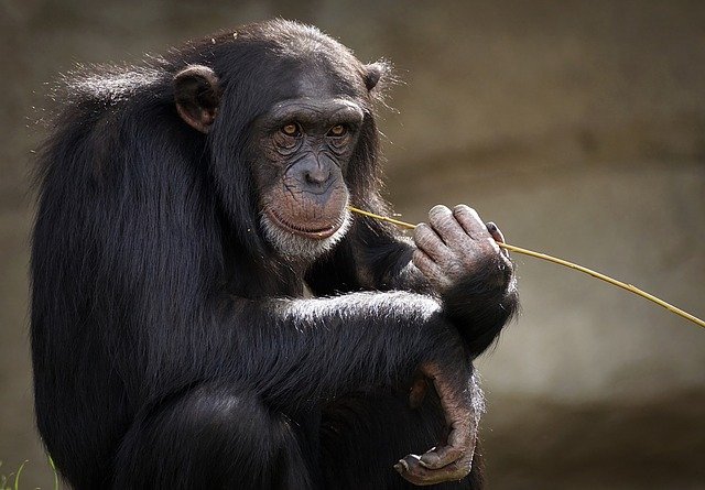 Ветврачи нашли причину загадочной гибели шимпанзе в Сьерра-Леоне