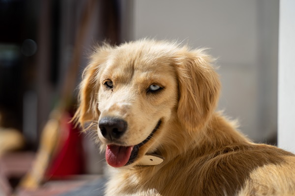 Институт Пирбрайта обновил данные об уязвимости собак к ящуру