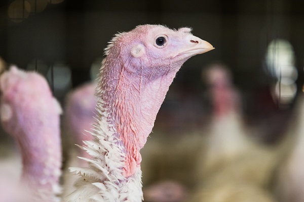 Россельхознадзор назвал вероятную причину заноса гриппа птиц на предприятие «Дамате»